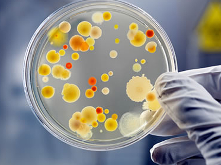 microbiologie